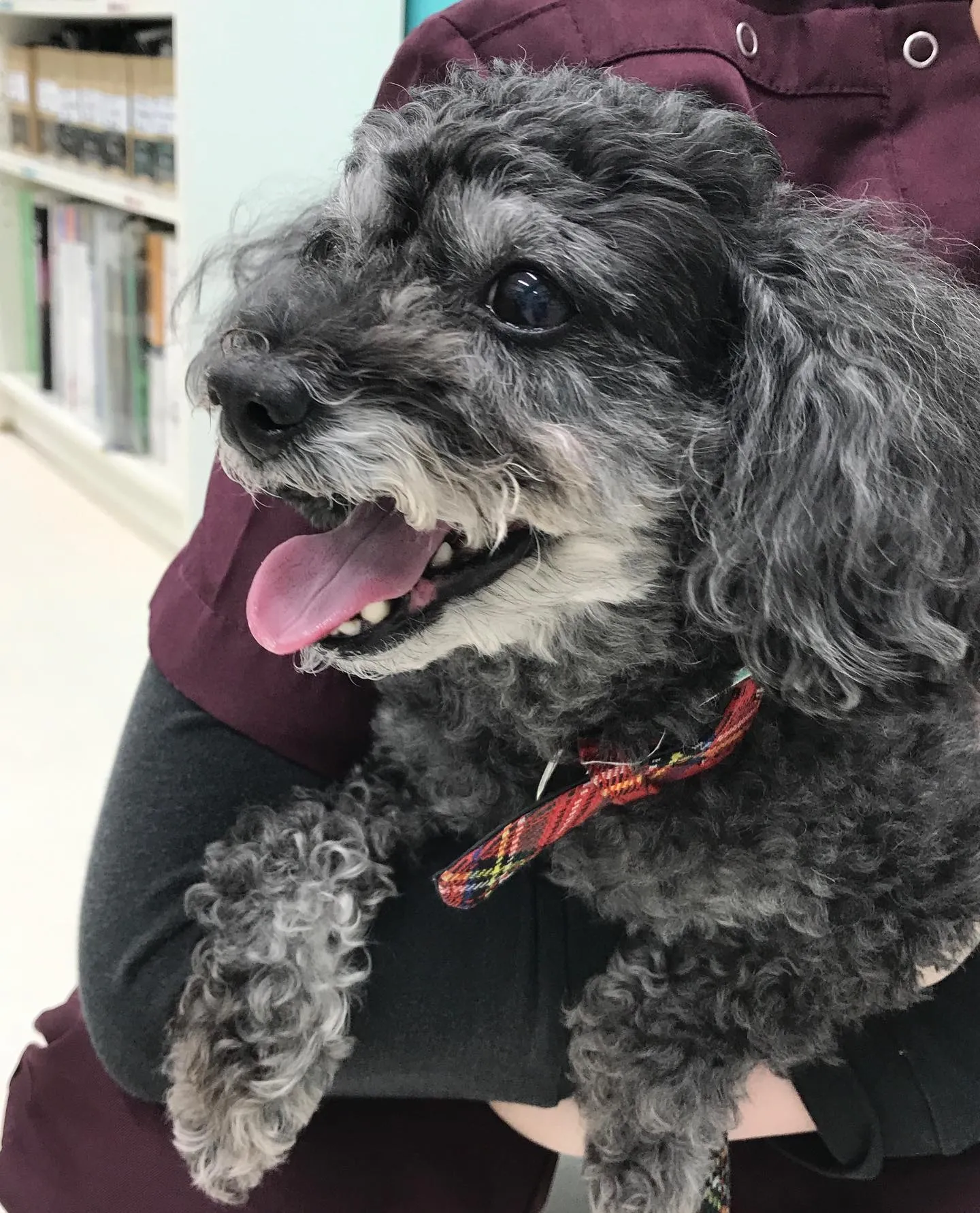 【ペットホテル　犬ちゃん】