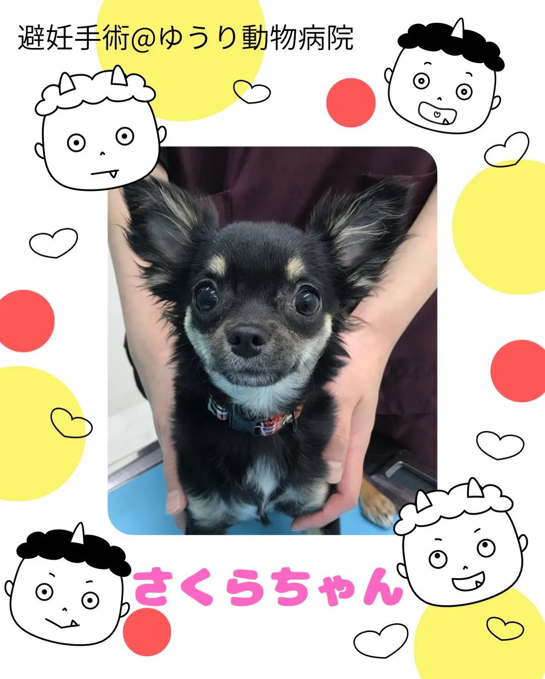 【避妊手術　犬ちゃん】