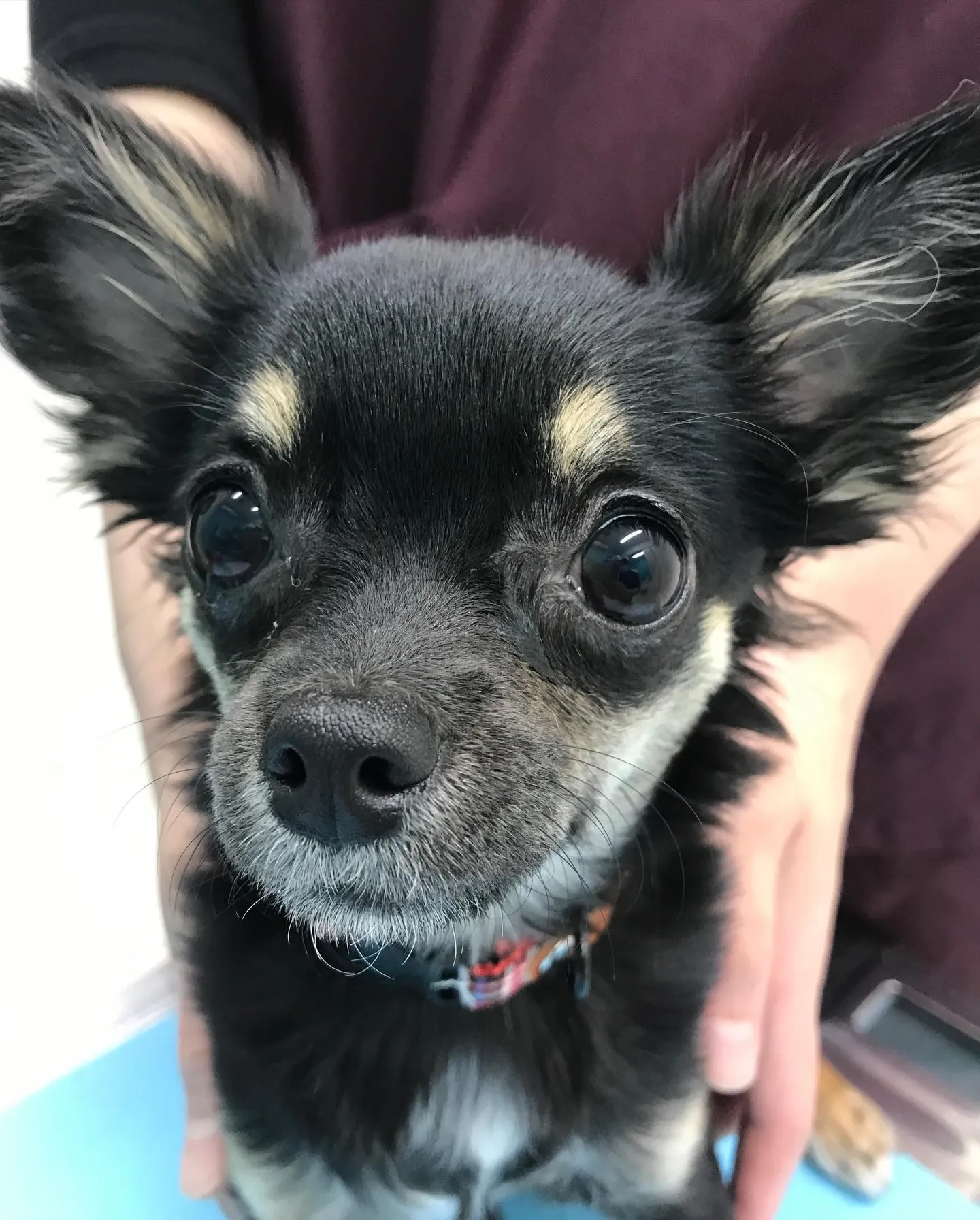 【避妊手術 犬ちゃん】