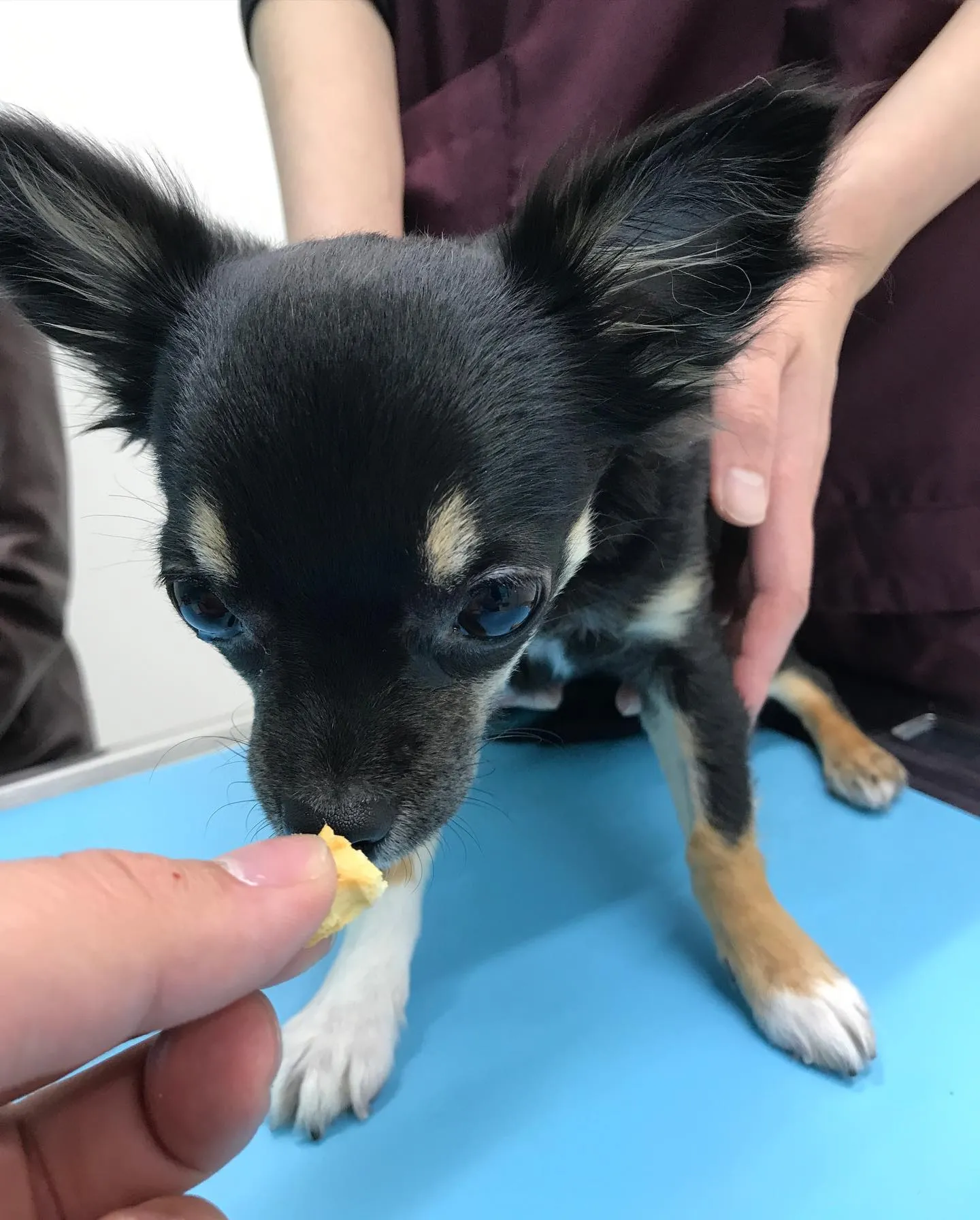 【避妊手術 犬ちゃん】