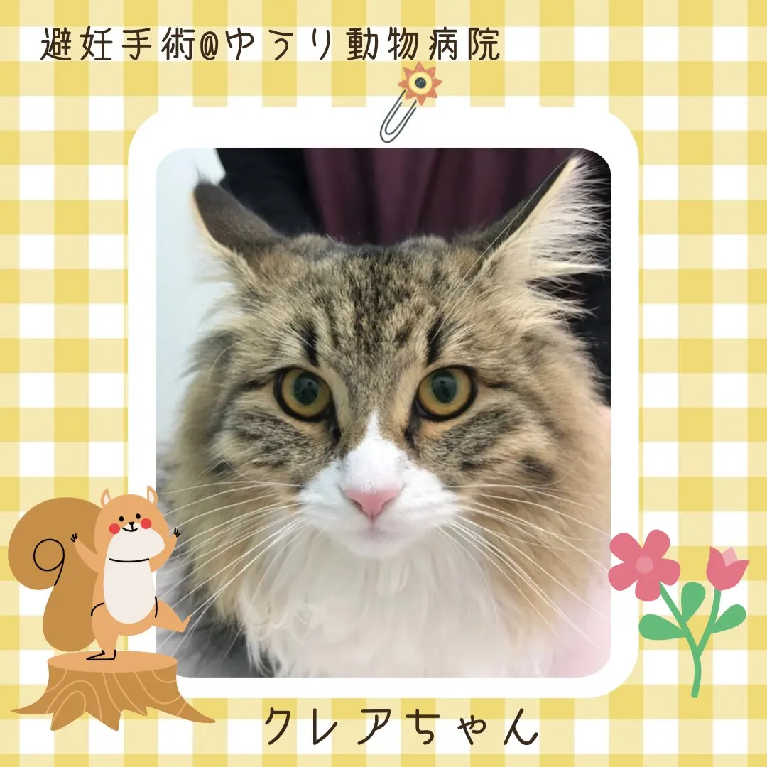 【避妊手術　猫ちゃん】