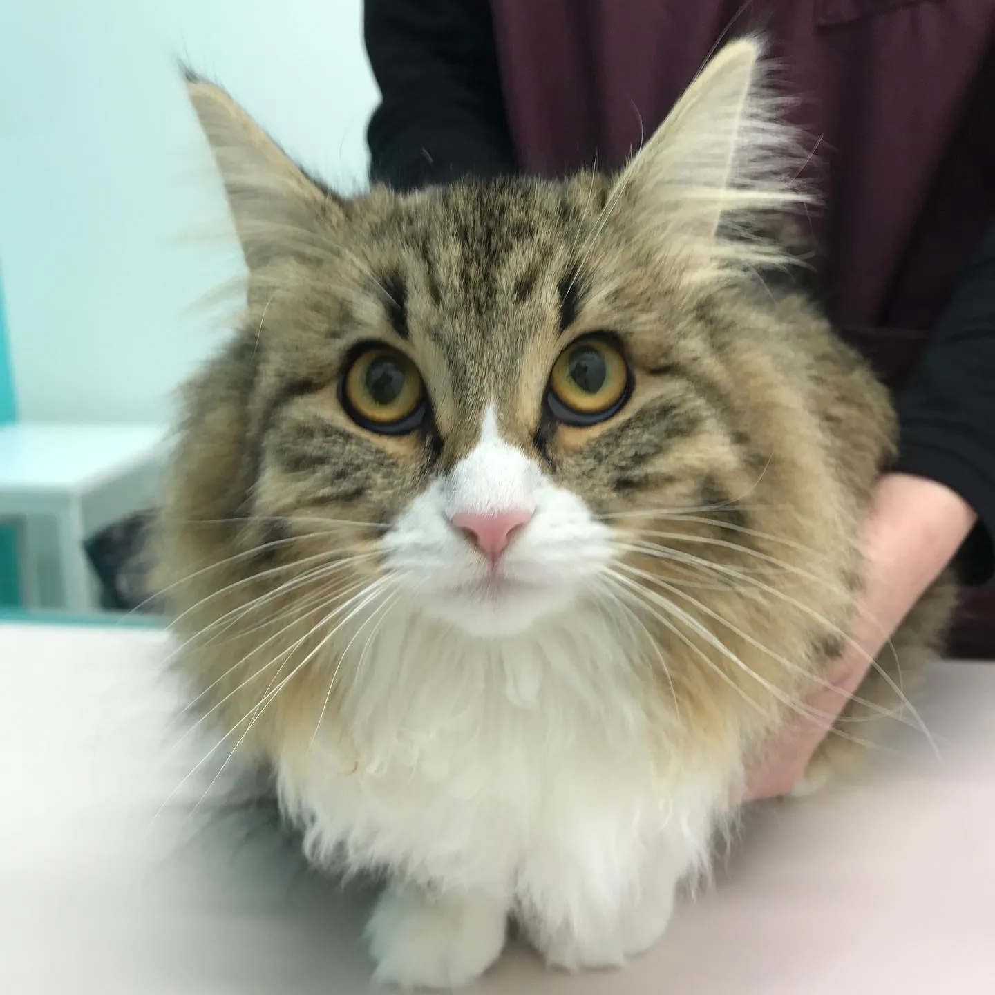 【避妊手術 猫ちゃん】