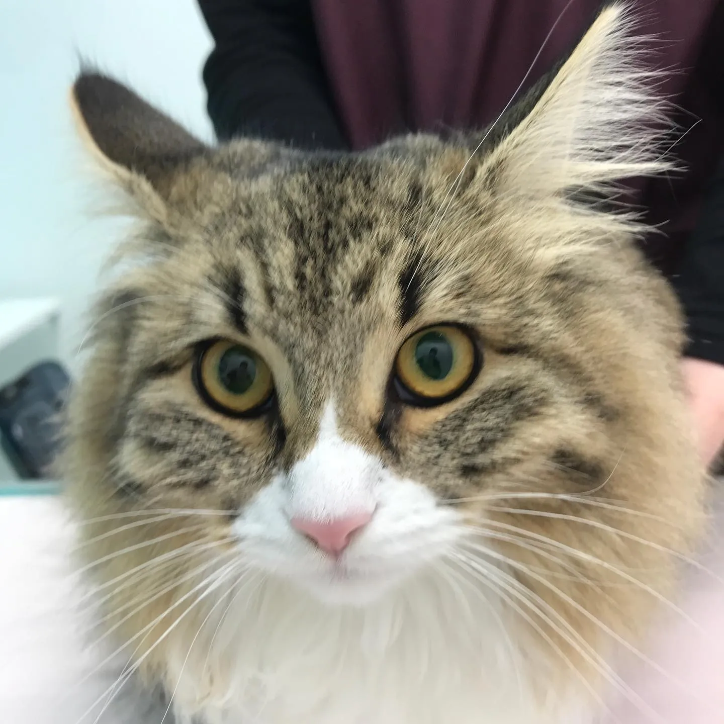 【避妊手術 猫ちゃん】