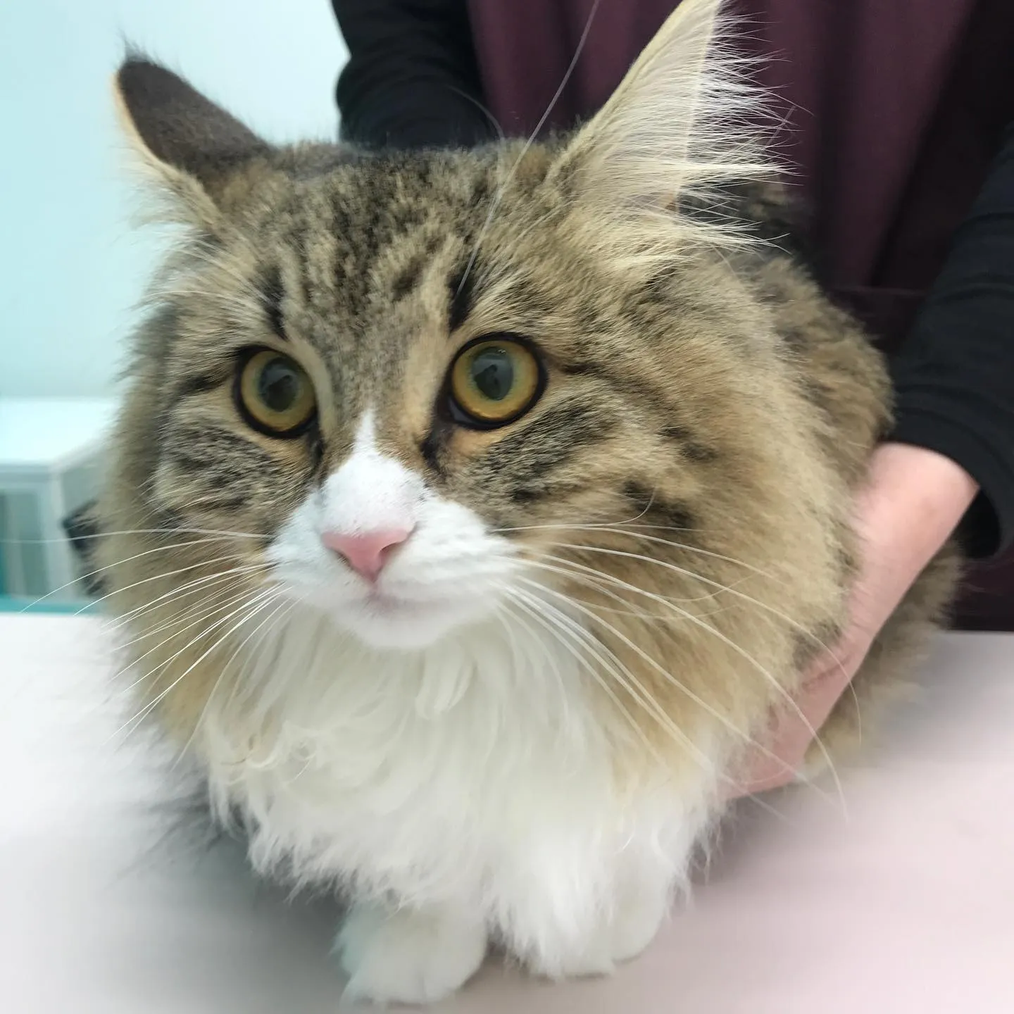 【避妊手術 猫ちゃん】