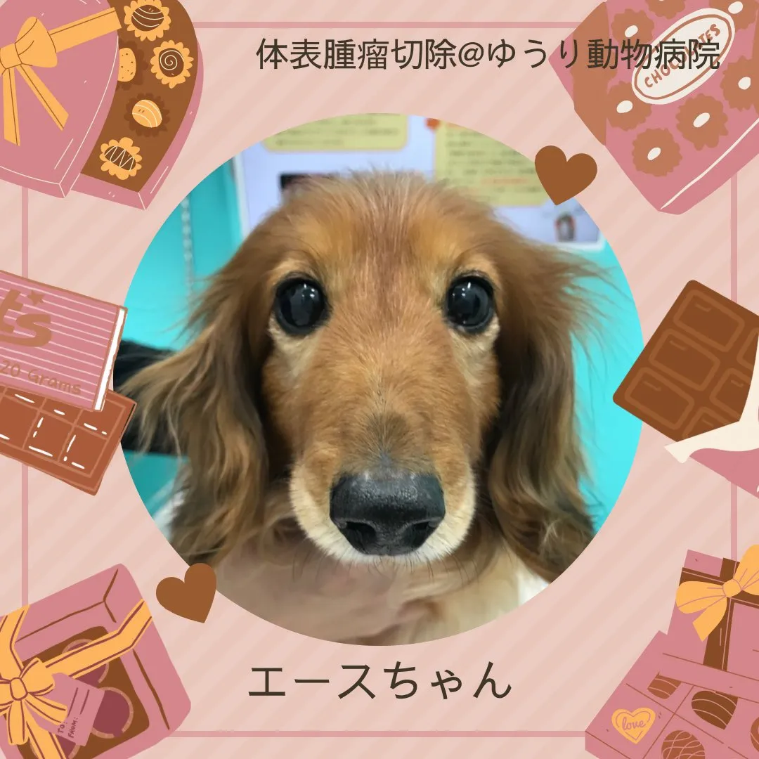 【体表腫瘤切除　犬ちゃん】