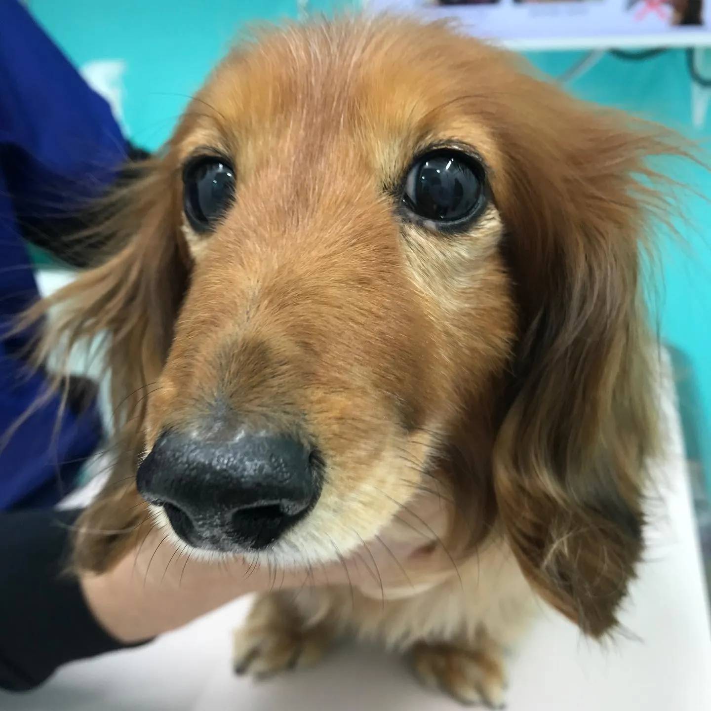 【体表腫瘤切除 犬ちゃん】