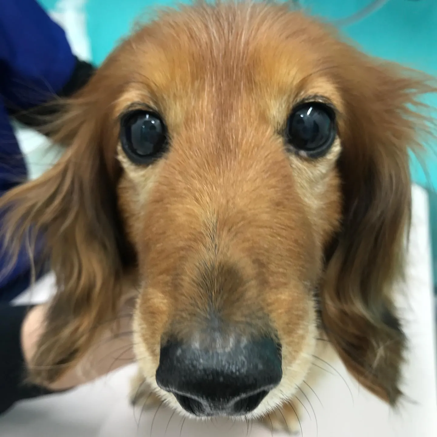 【体表腫瘤切除 犬ちゃん】