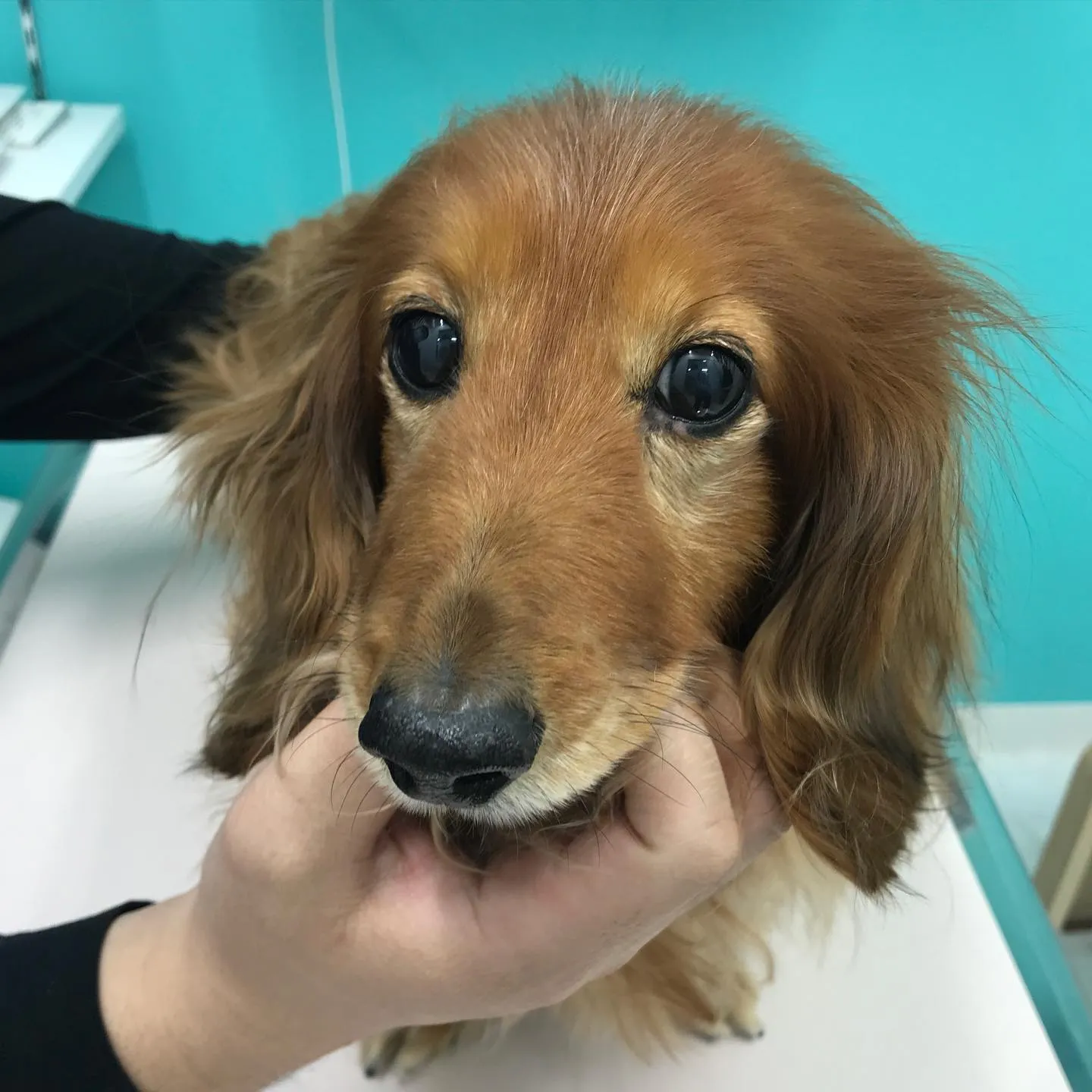 【体表腫瘤切除 犬ちゃん】