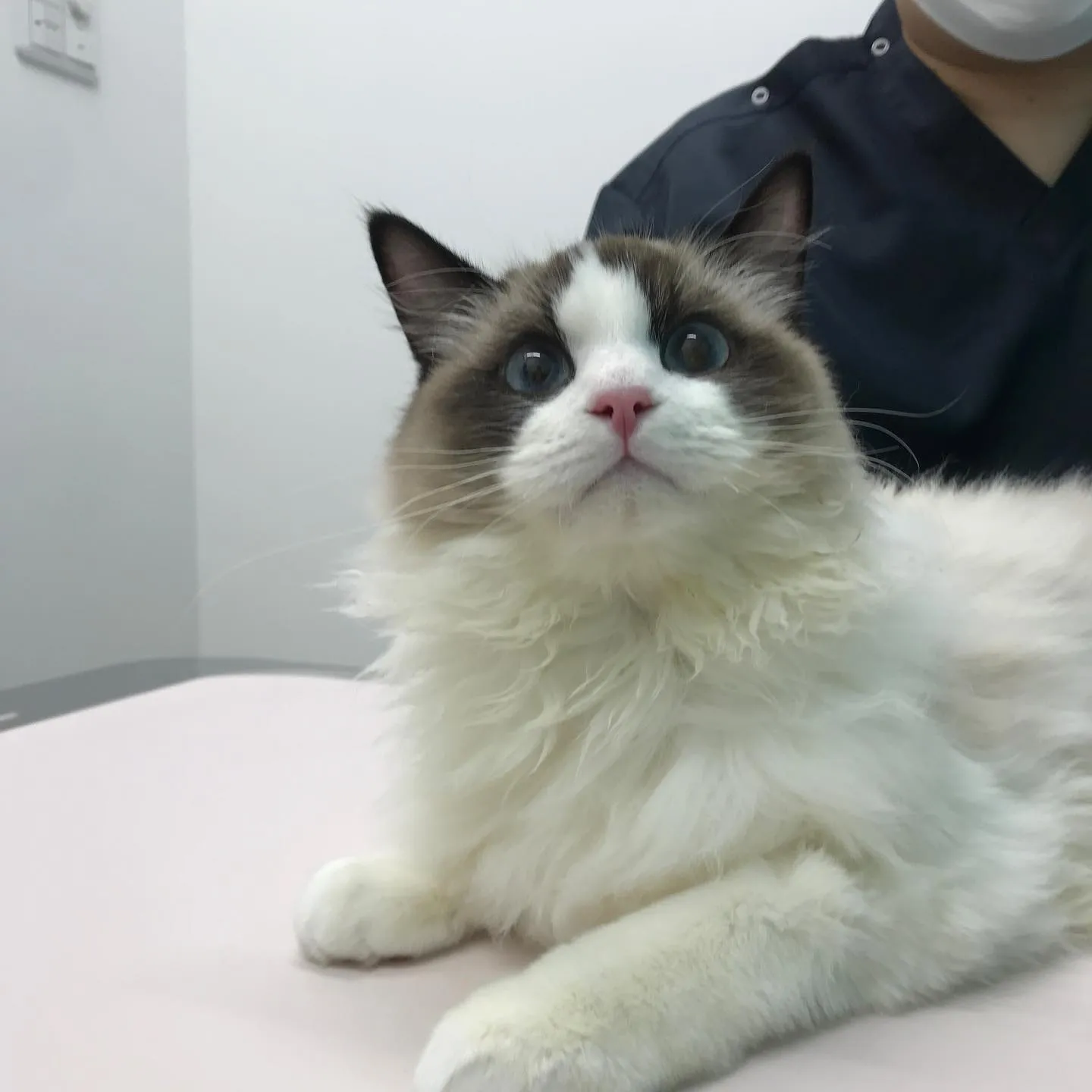 【去勢手術 猫ちゃん】