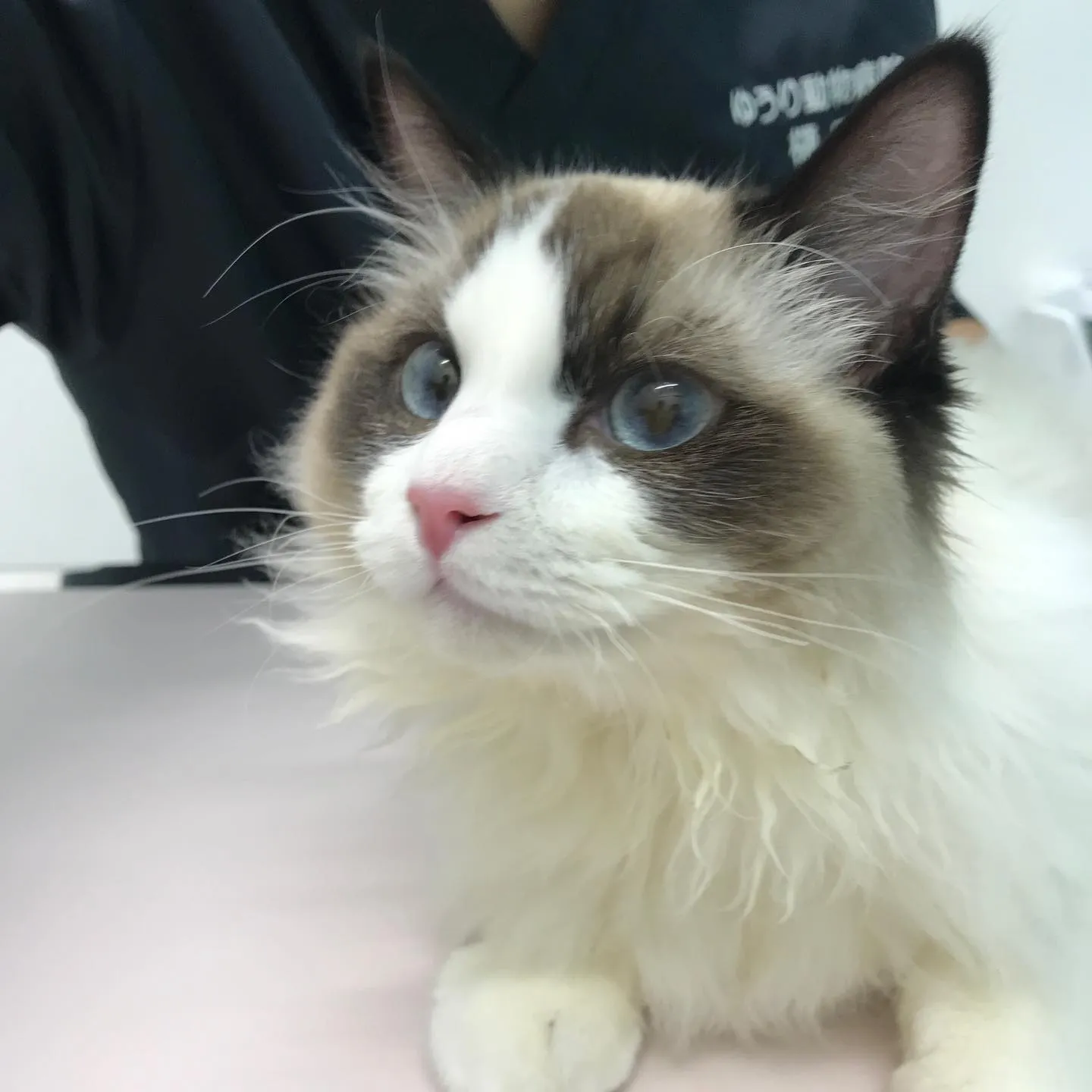 【去勢手術 猫ちゃん】