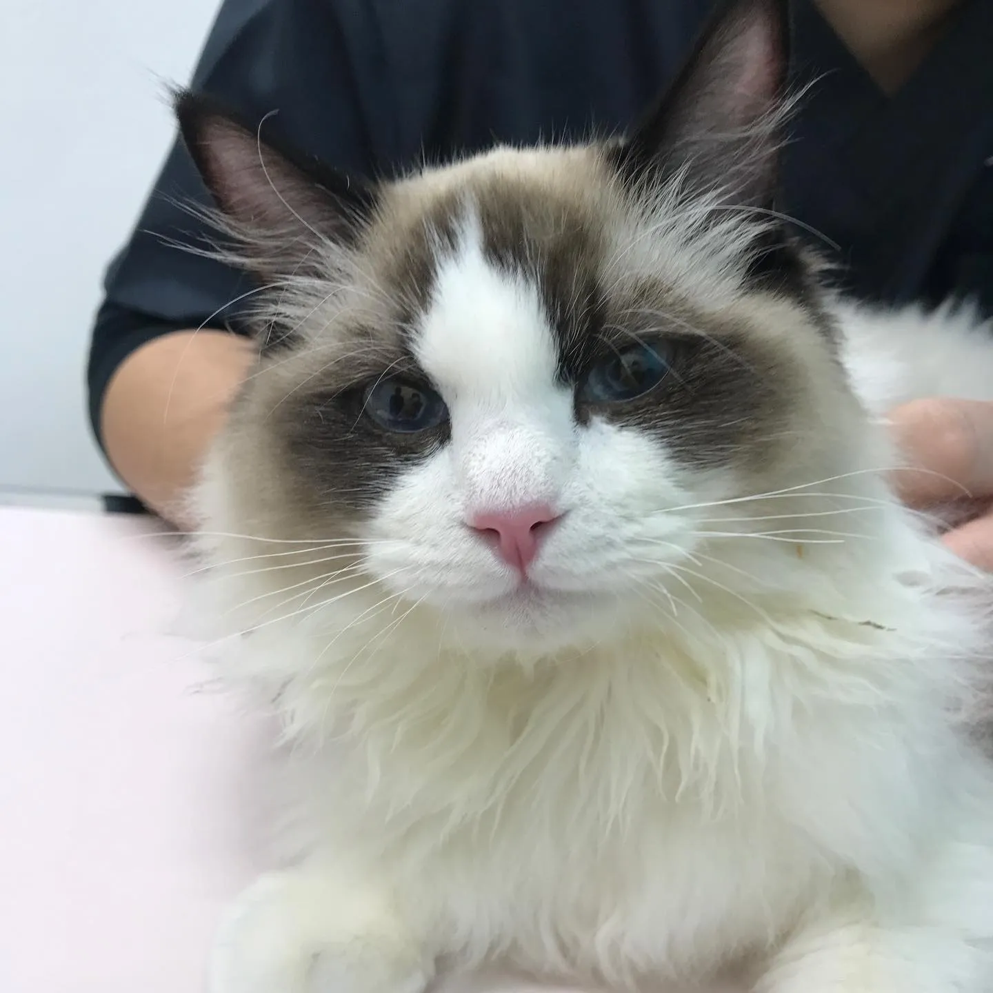 【去勢手術 猫ちゃん】