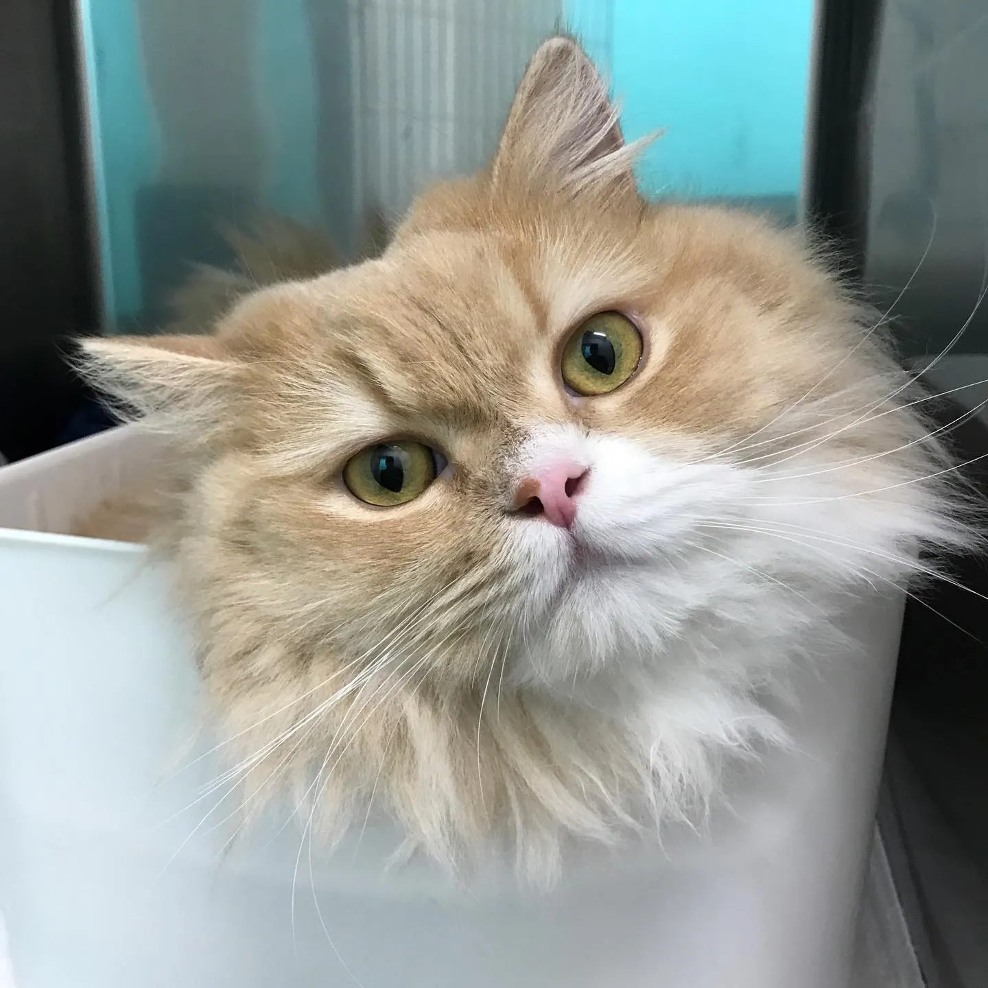 【ペットホテル　猫ちゃん】