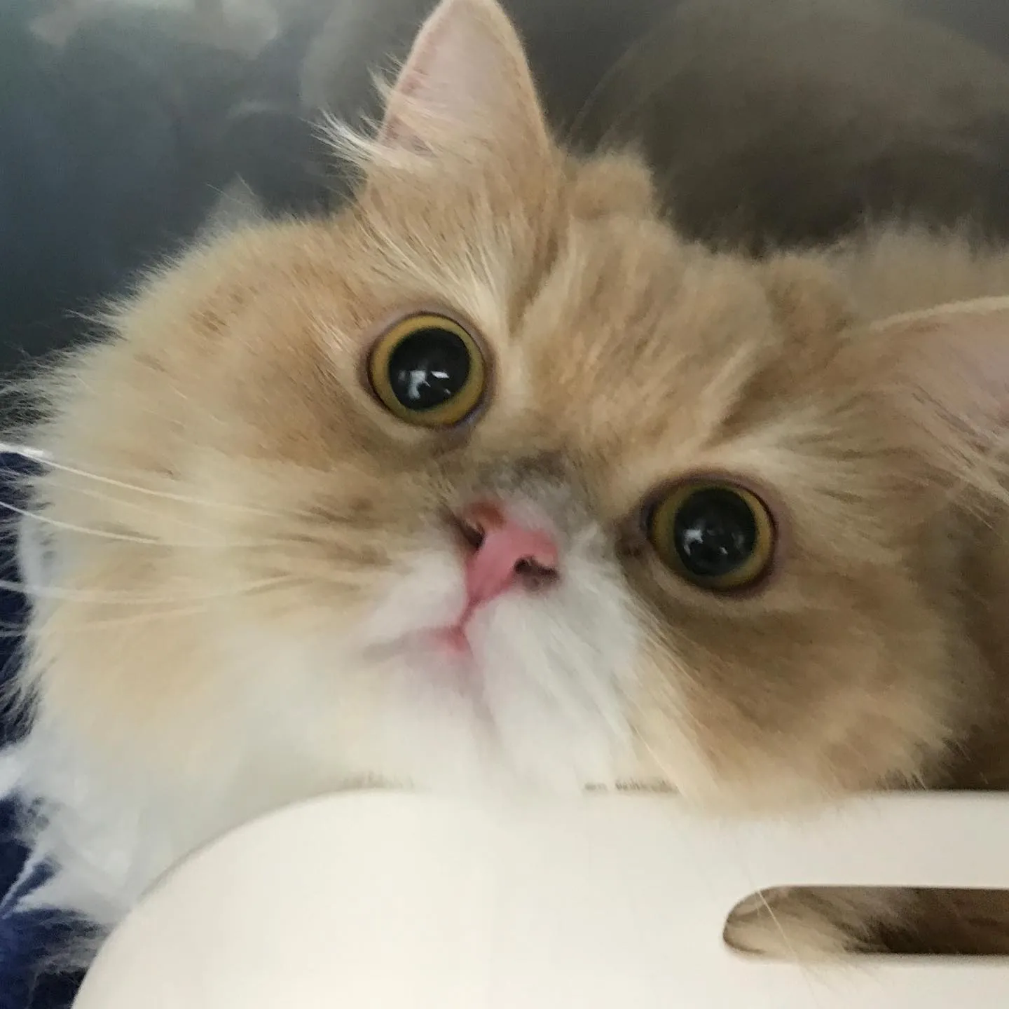 【ペットホテル　猫ちゃん】