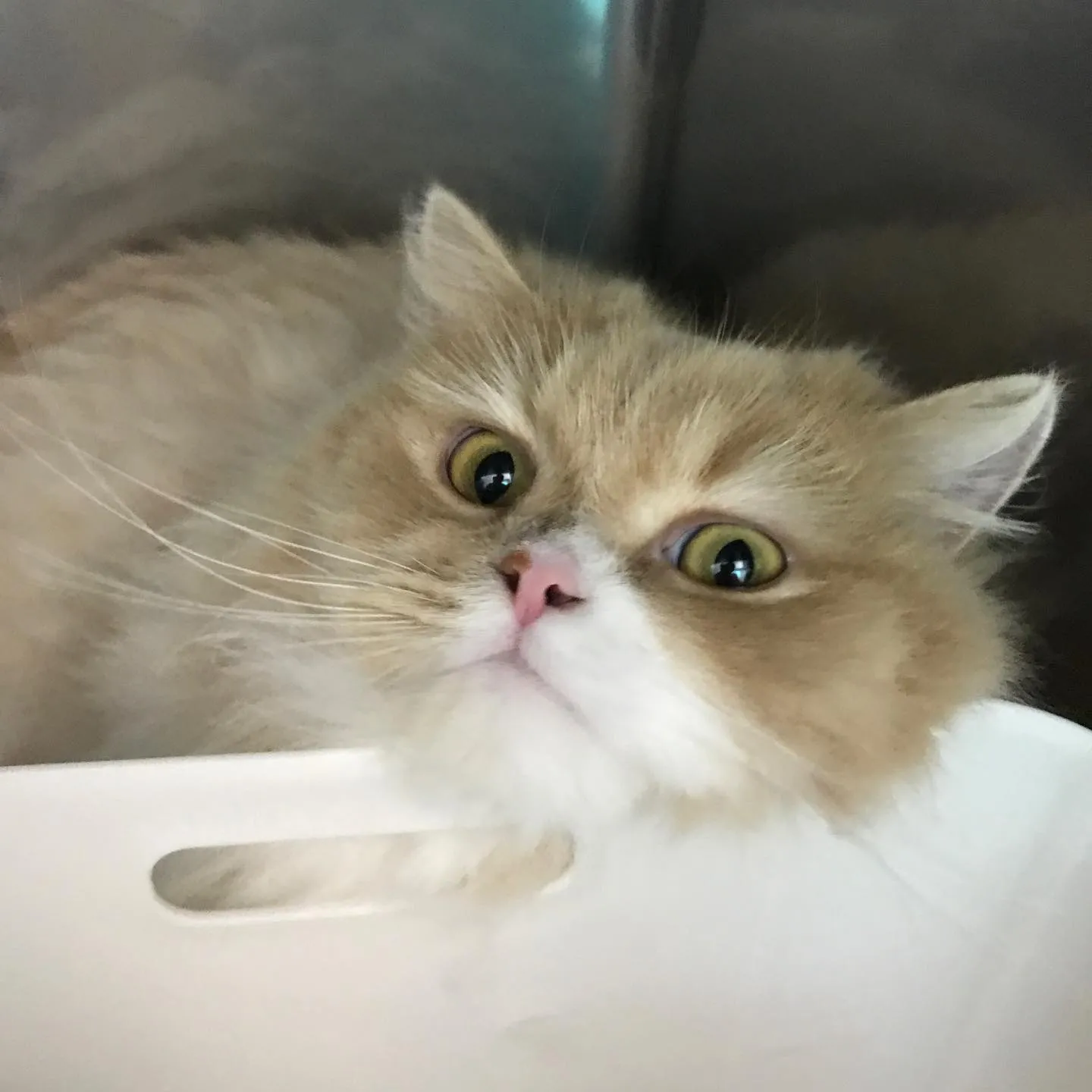 【ペットホテル　猫ちゃん】