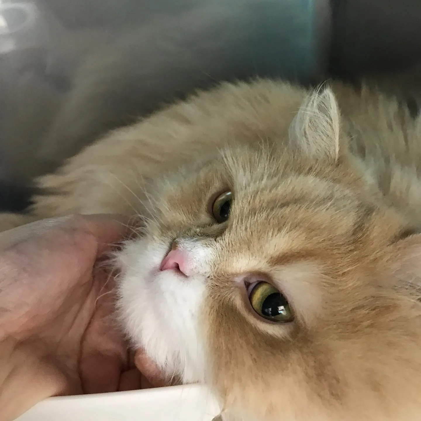 【ペットホテル　猫ちゃん】