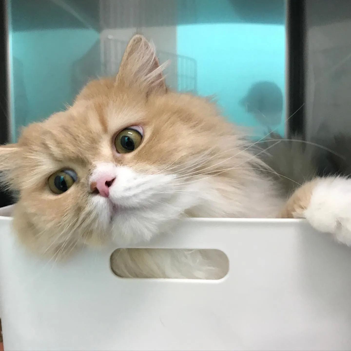 【ペットホテル　猫ちゃん】