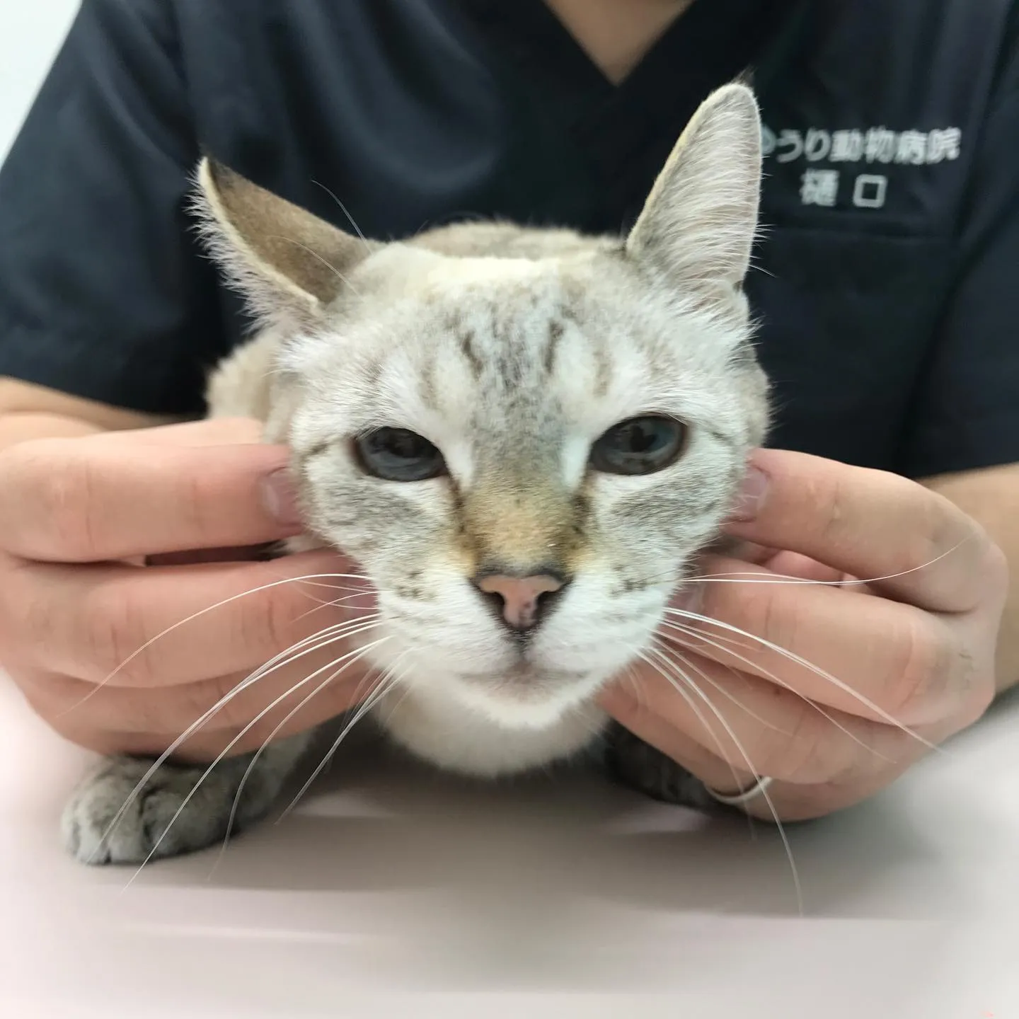 【乳腺部分摘出　猫ちゃん】