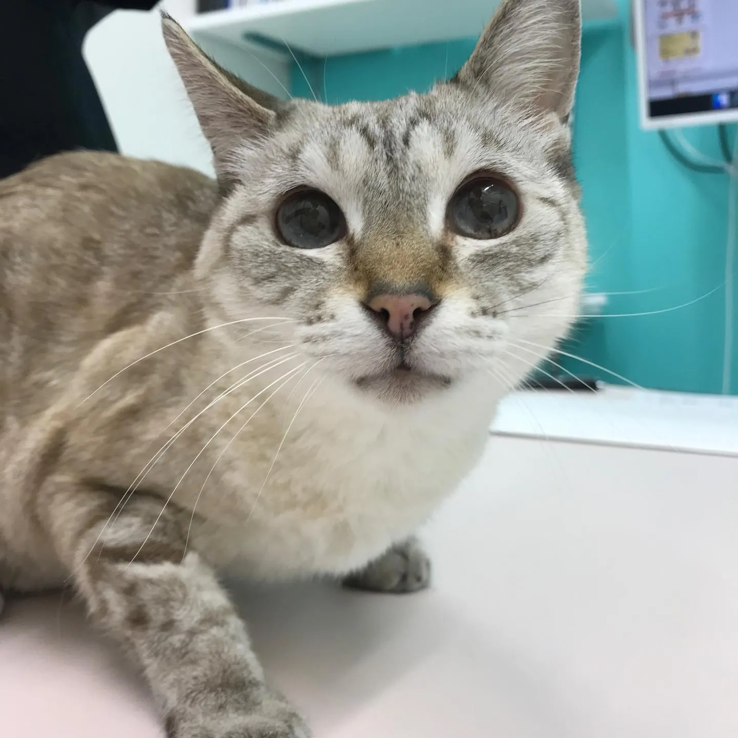 【乳腺部分摘出　猫ちゃん】