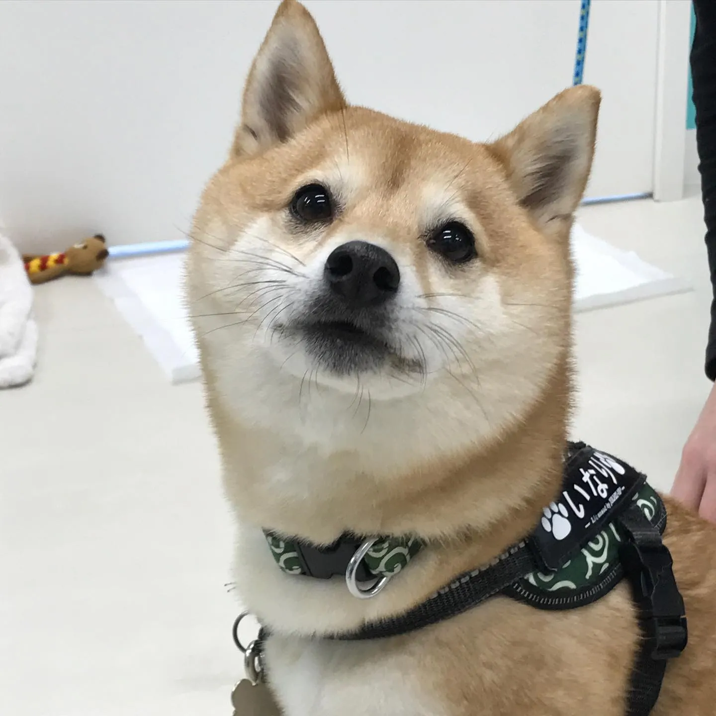 【ペットホテル　犬ちゃん】