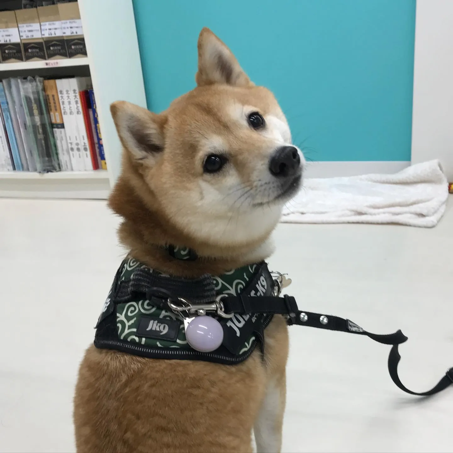 【ペットホテル　犬ちゃん】