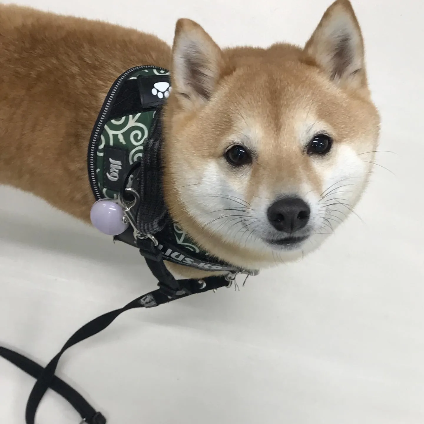 【ペットホテル　犬ちゃん】