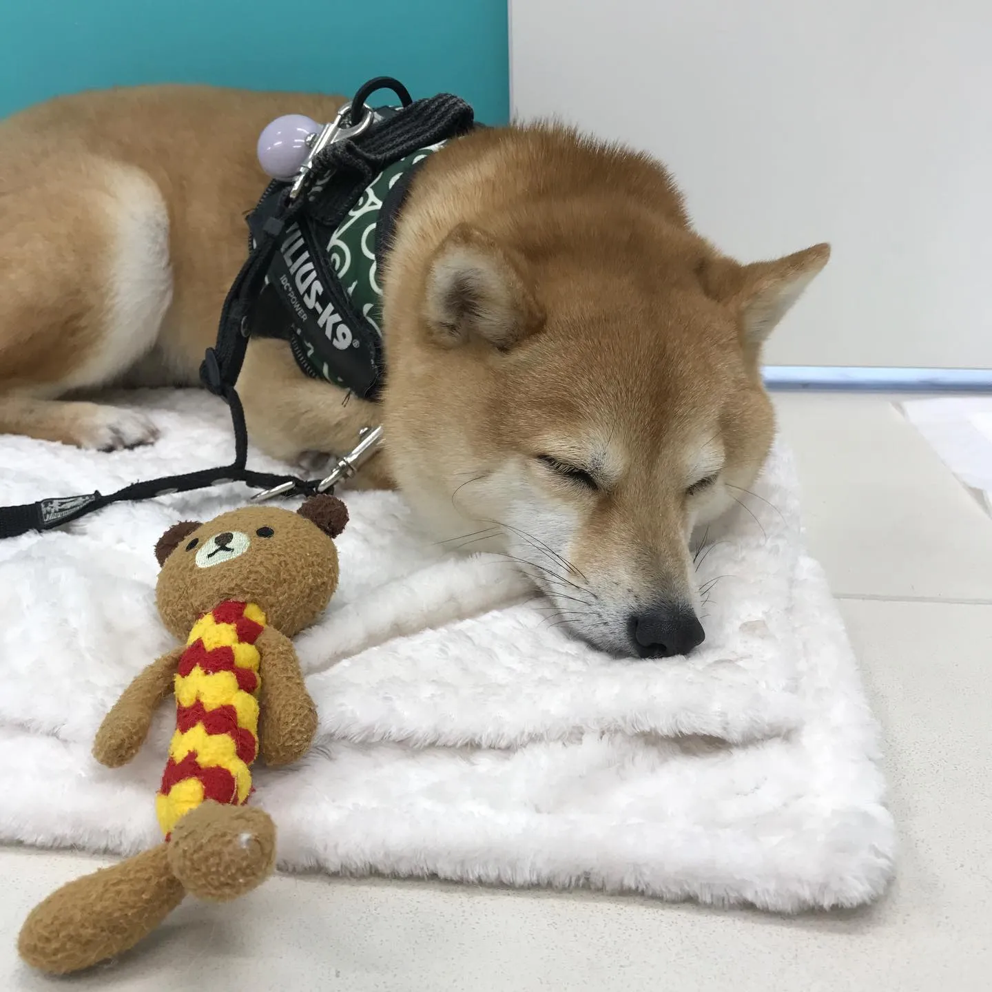 【ペットホテル　犬ちゃん】