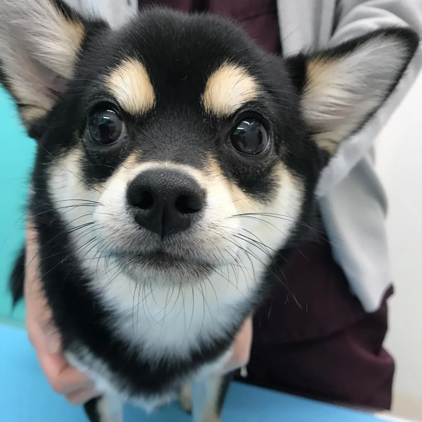 【去勢手術　犬ちゃん】