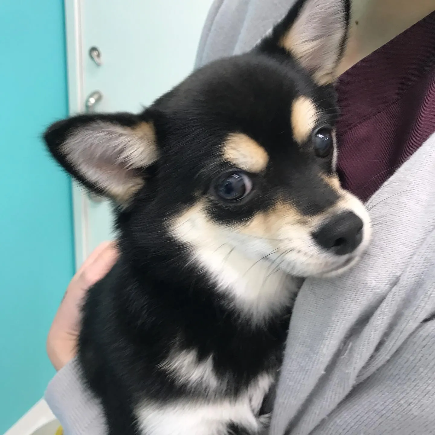 【去勢手術　犬ちゃん】