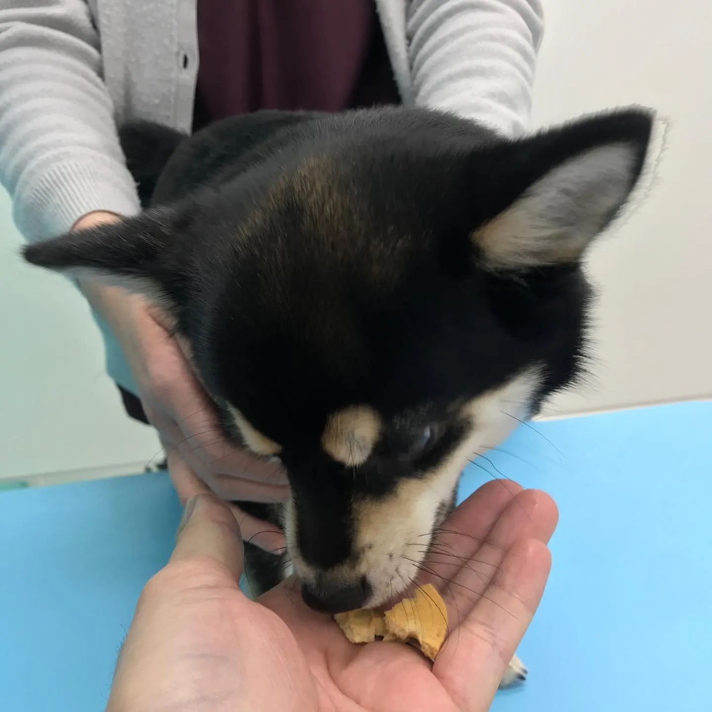 【去勢手術　犬ちゃん】