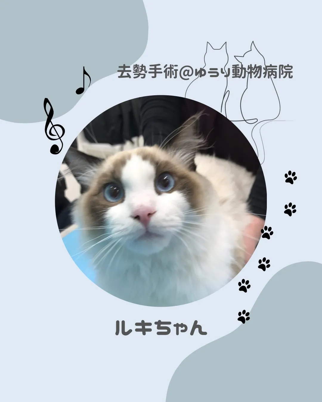 【去勢手術　猫ちゃん】