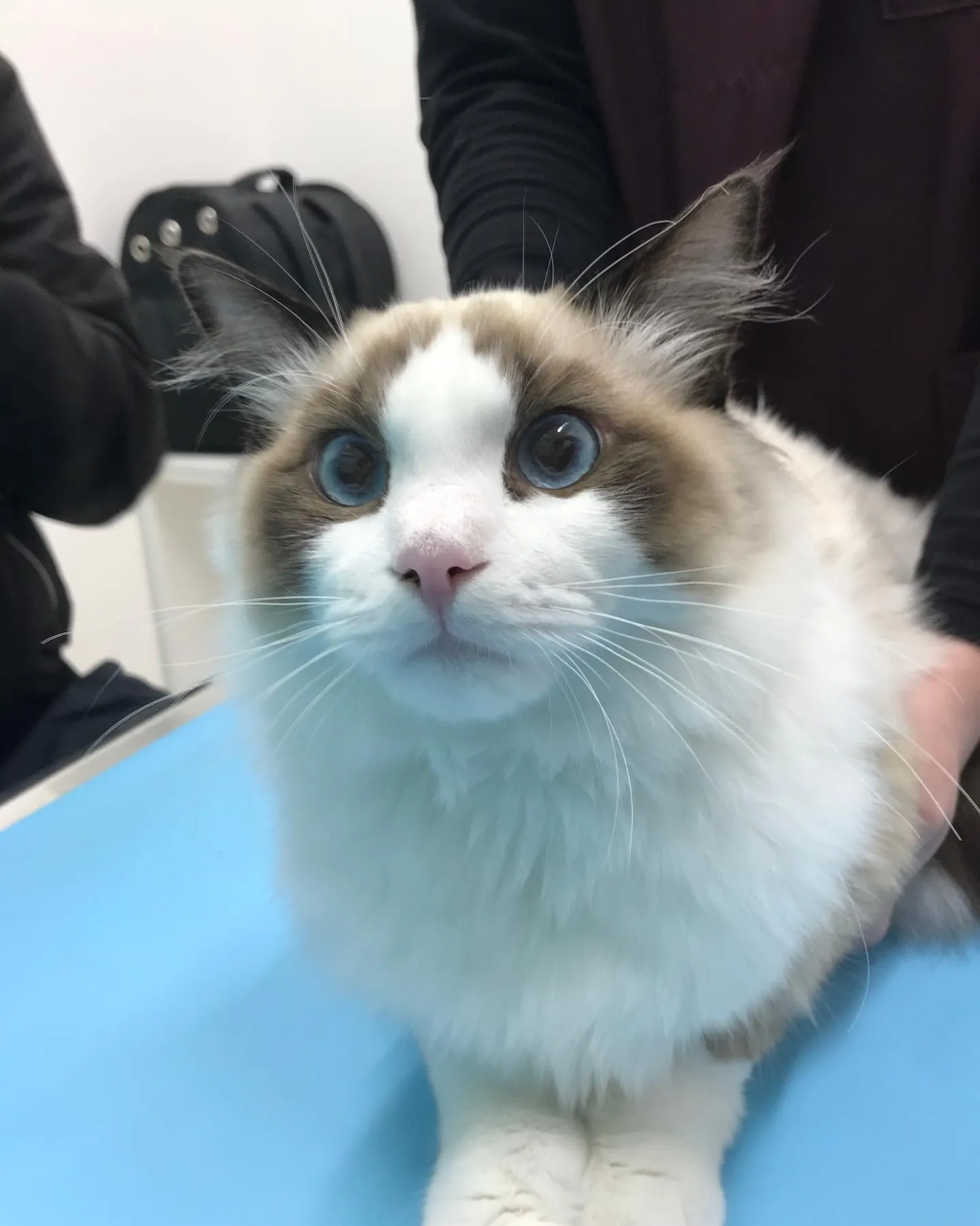 【去勢手術　猫ちゃん】