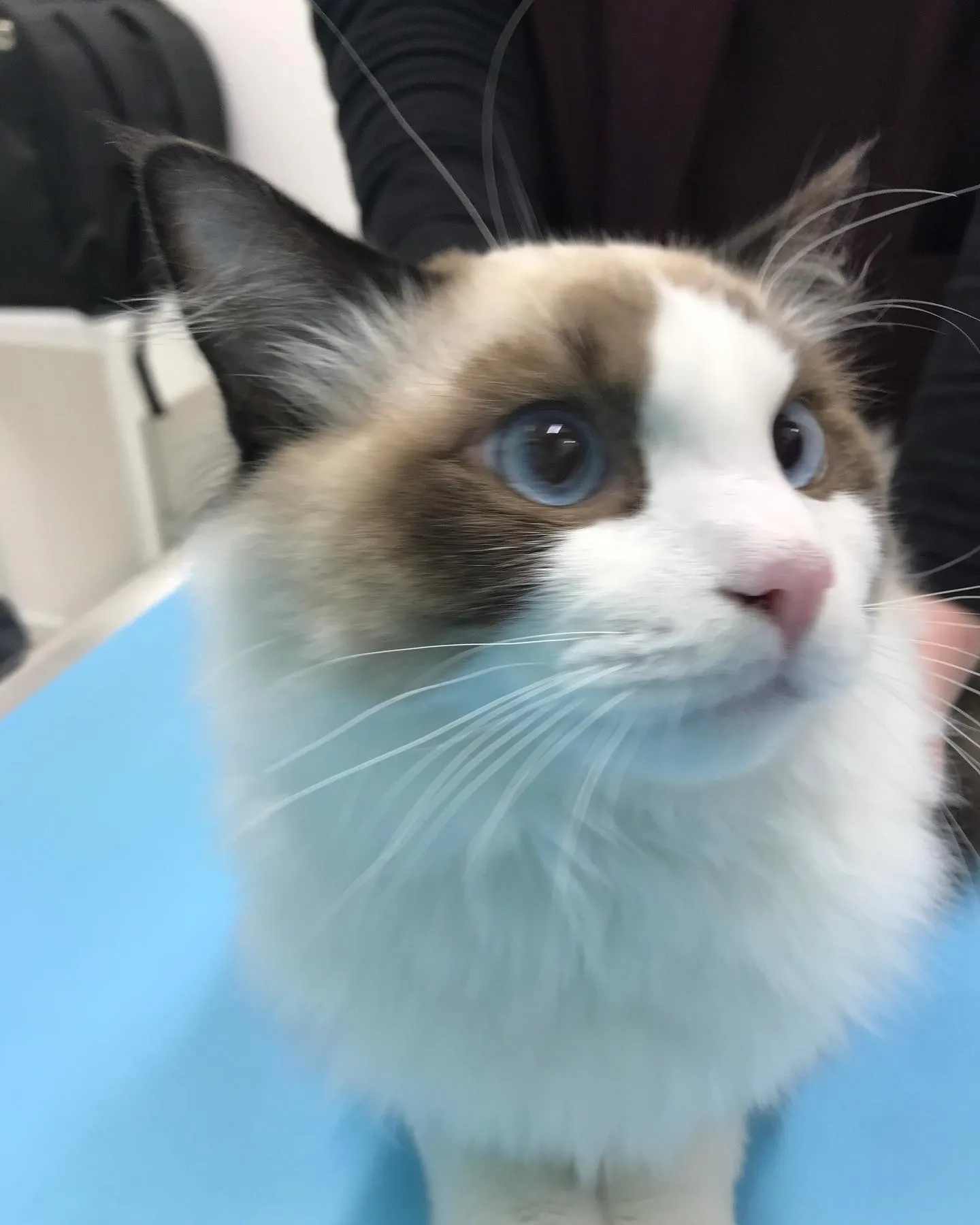 【去勢手術　猫ちゃん】