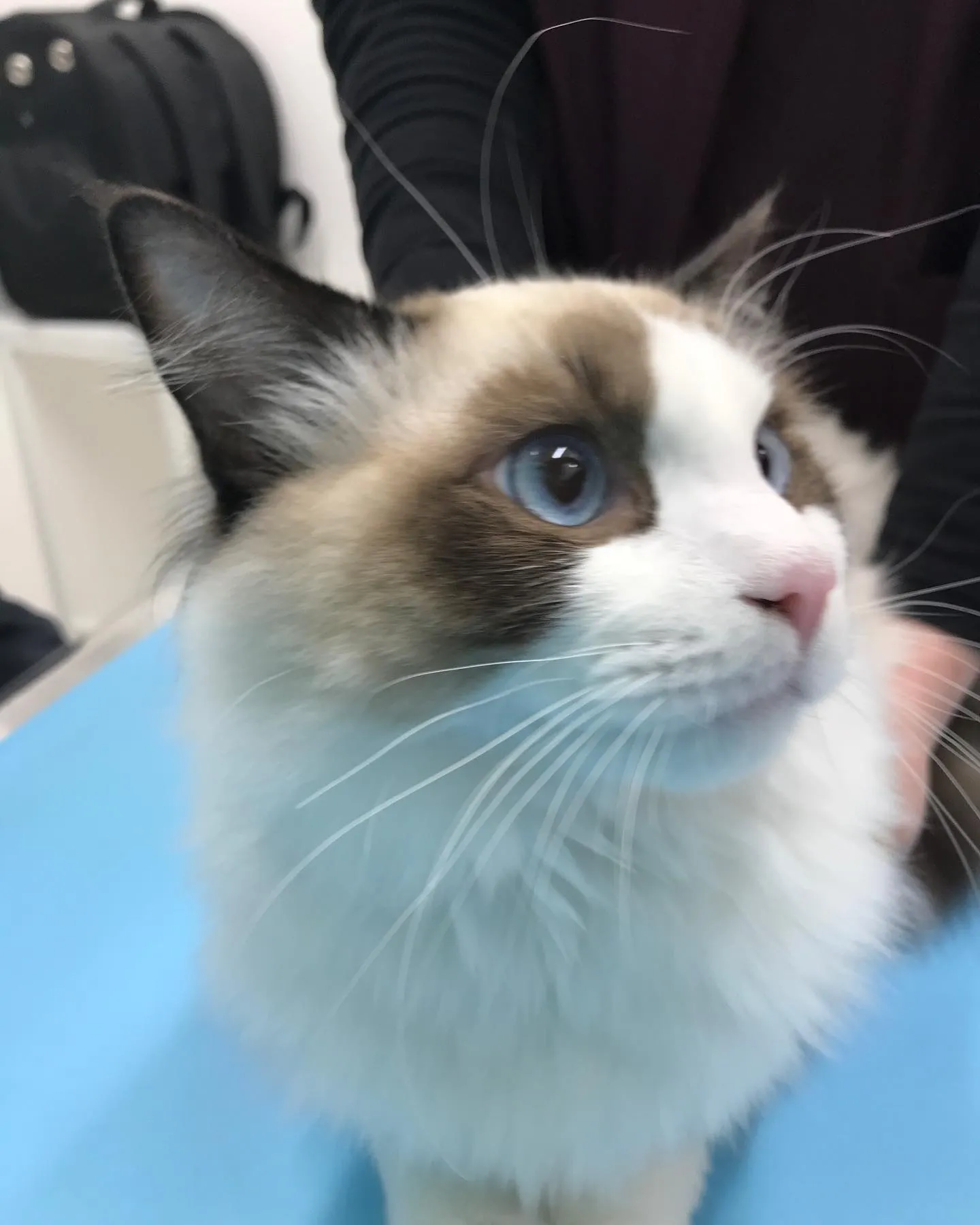 【去勢手術　猫ちゃん】