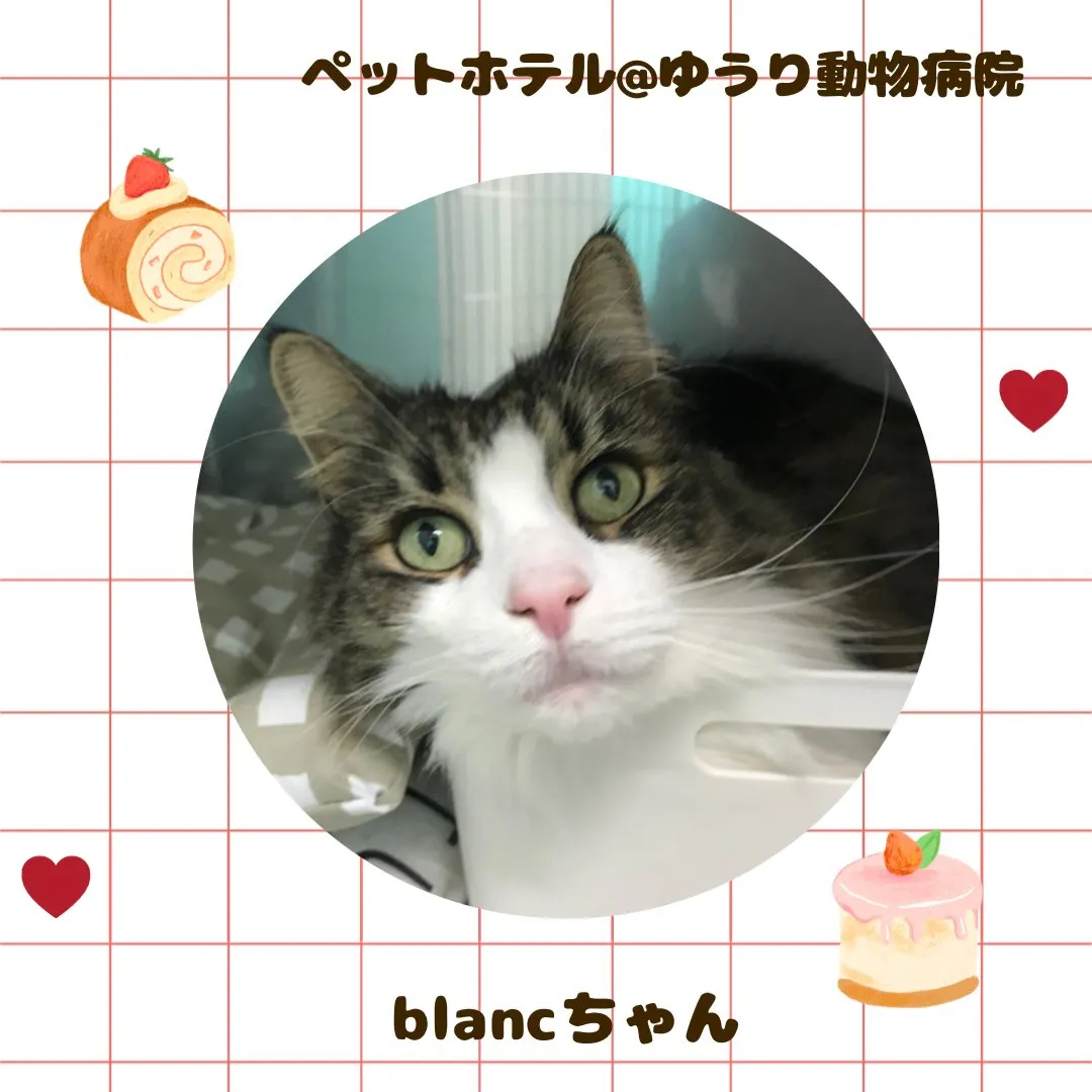 【ペットホテル　猫ちゃん】