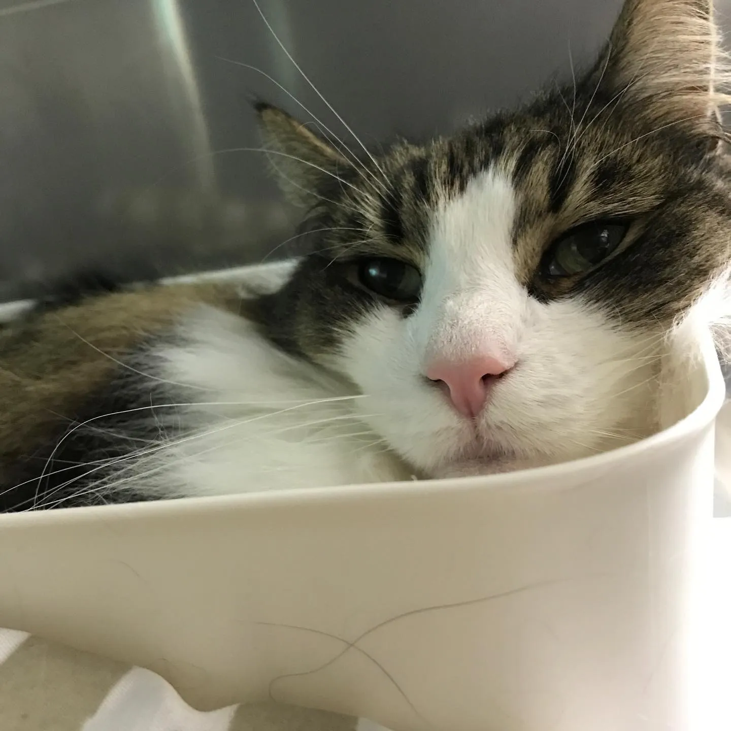 【ペットホテル　猫ちゃん】