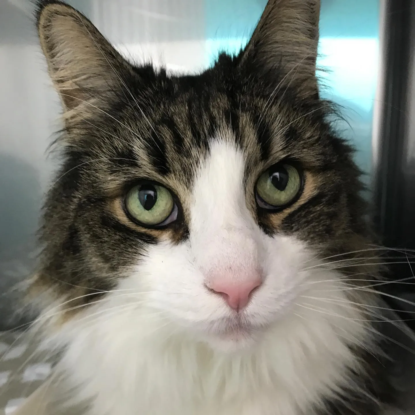 【ペットホテル　猫ちゃん】