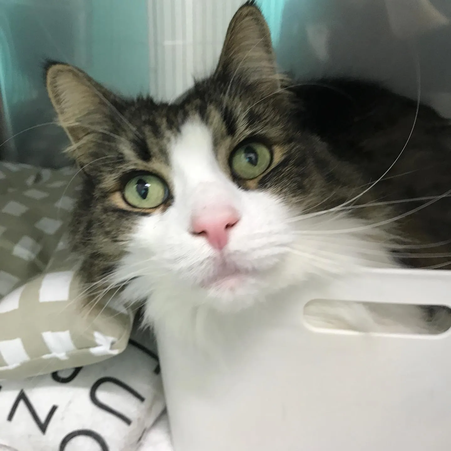 【ペットホテル　猫ちゃん】