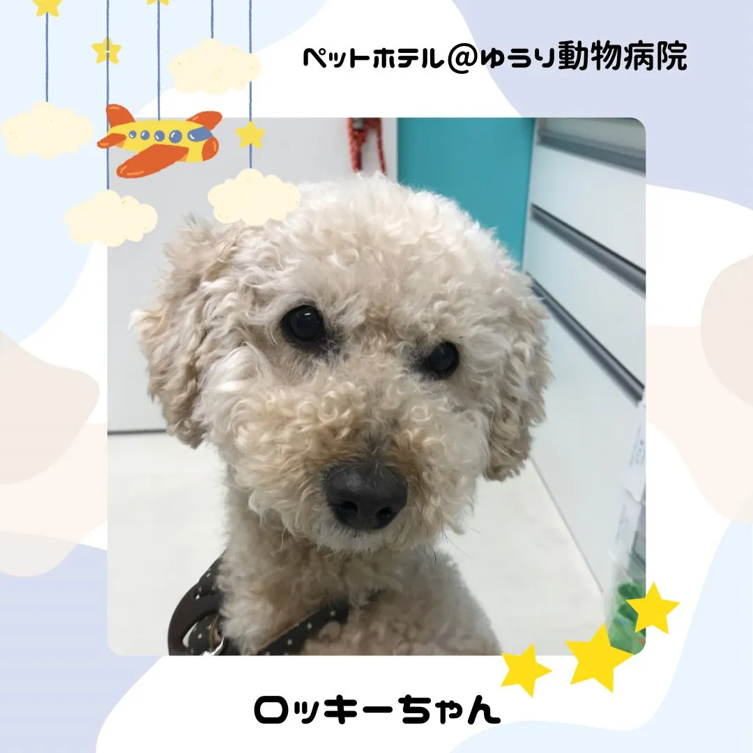 【ペットホテル　犬ちゃん】