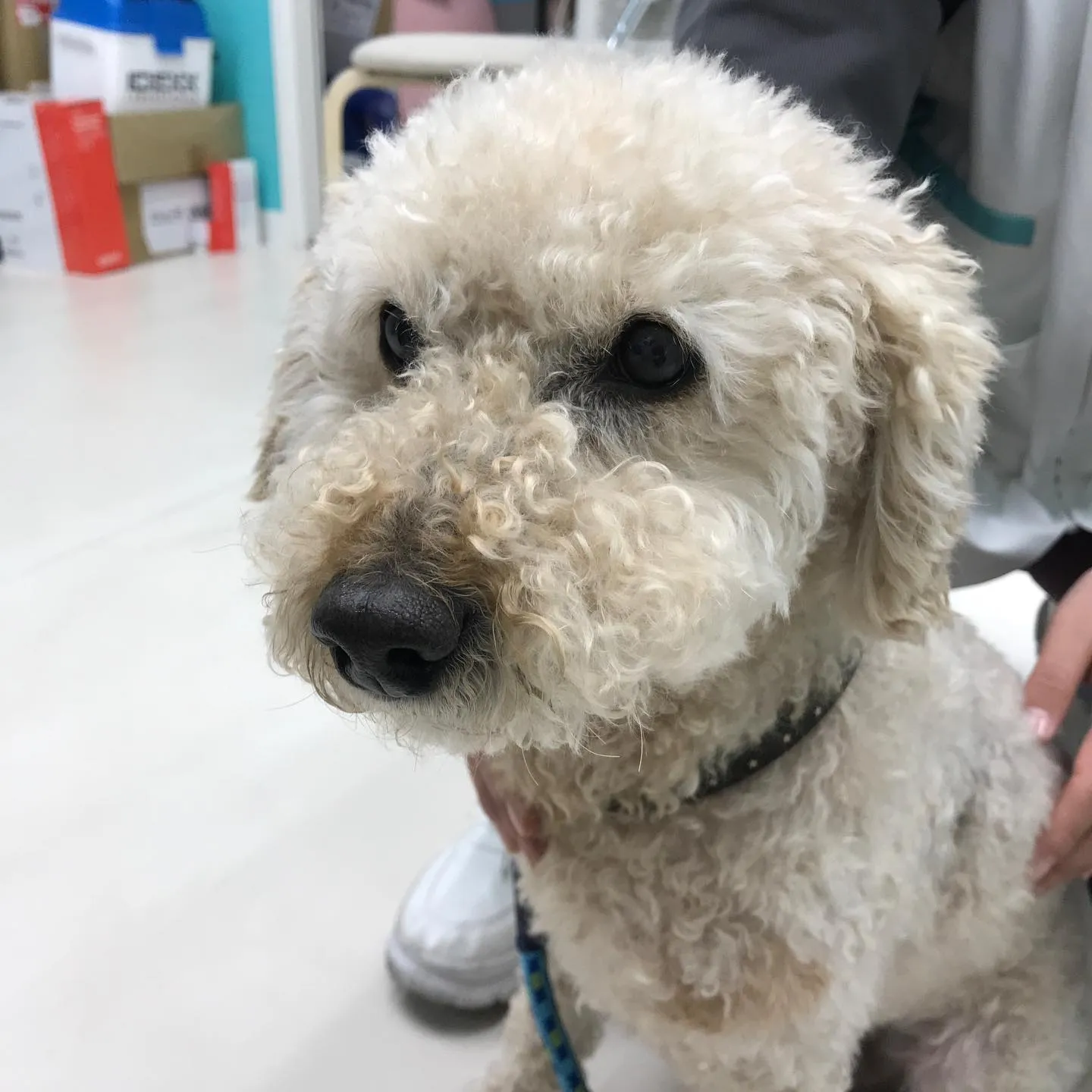 【ペットホテル　犬ちゃん】