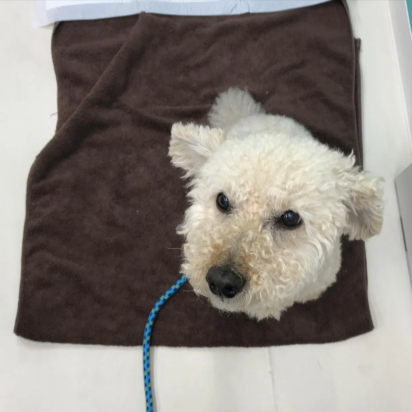 【ペットホテル　犬ちゃん】