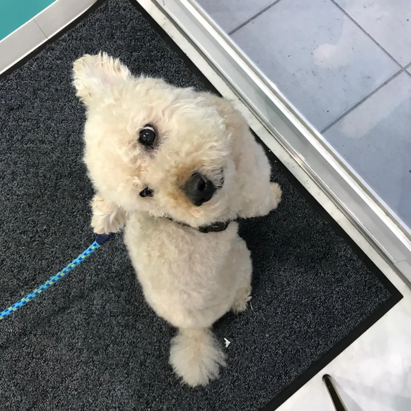 【ペットホテル　犬ちゃん】