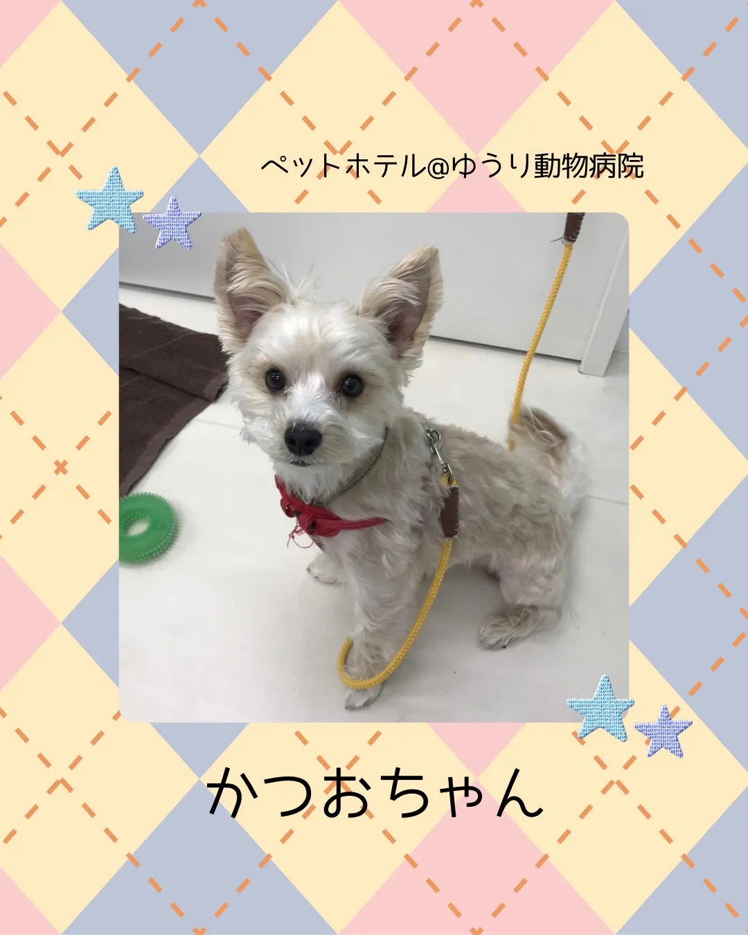 【ペットホテル　犬ちゃん】