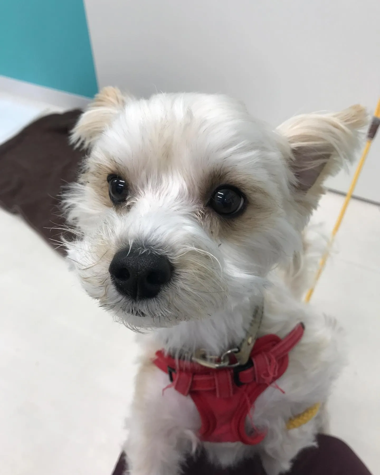 【ペットホテル　犬ちゃん】