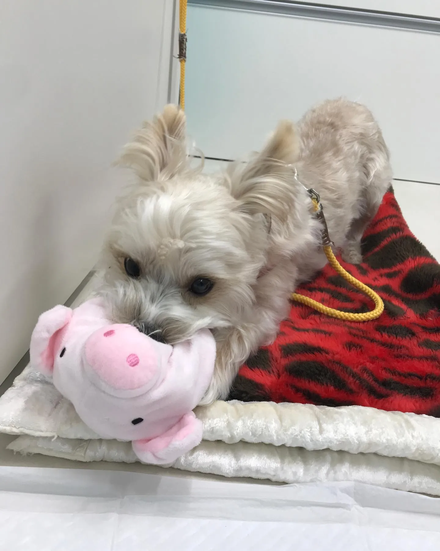 【ペットホテル　犬ちゃん】