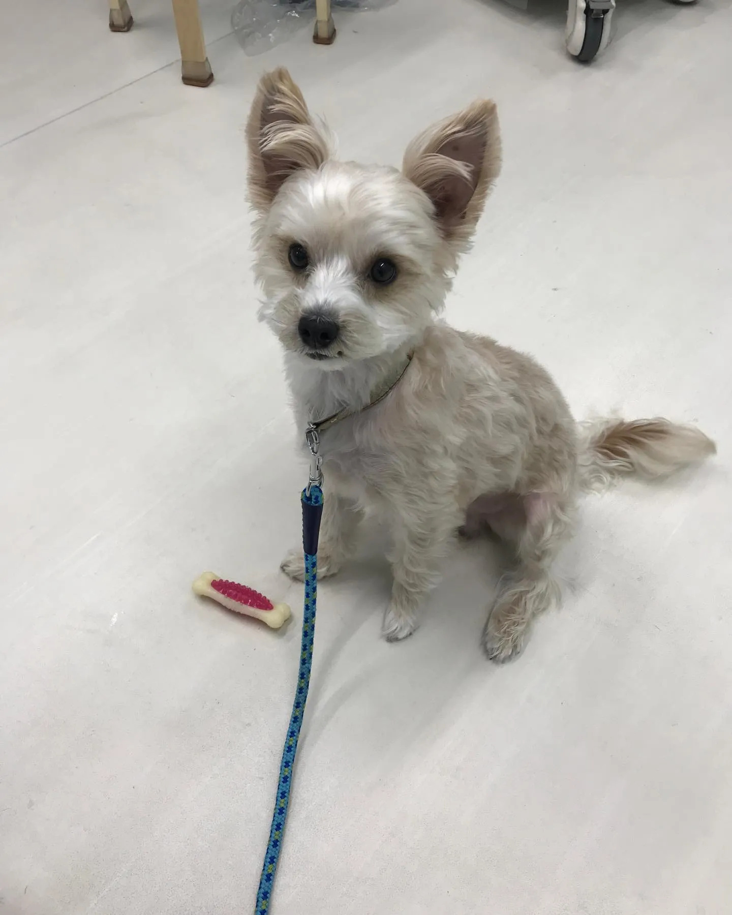 【ペットホテル　犬ちゃん】