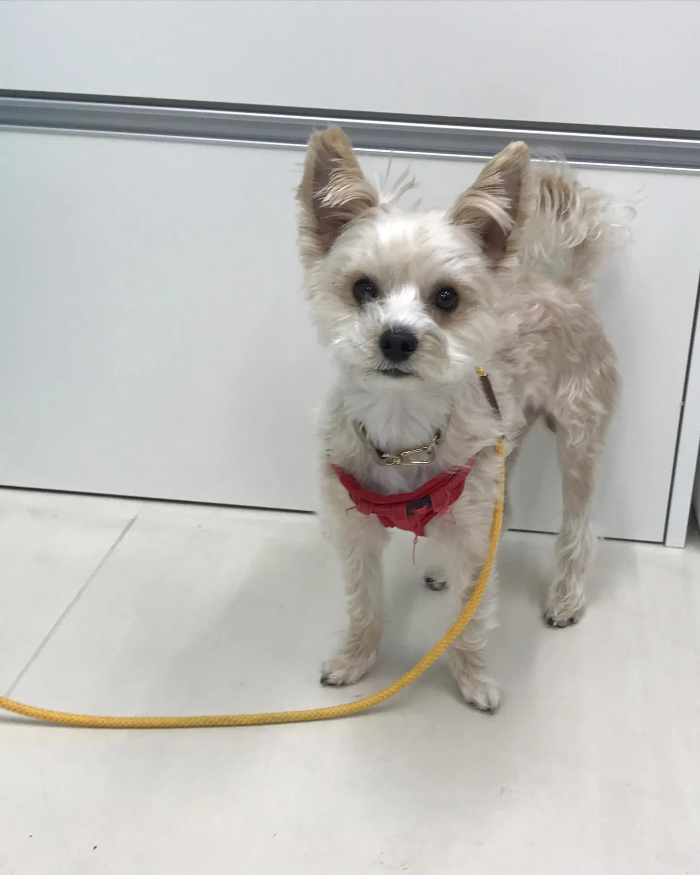 【ペットホテル　犬ちゃん】