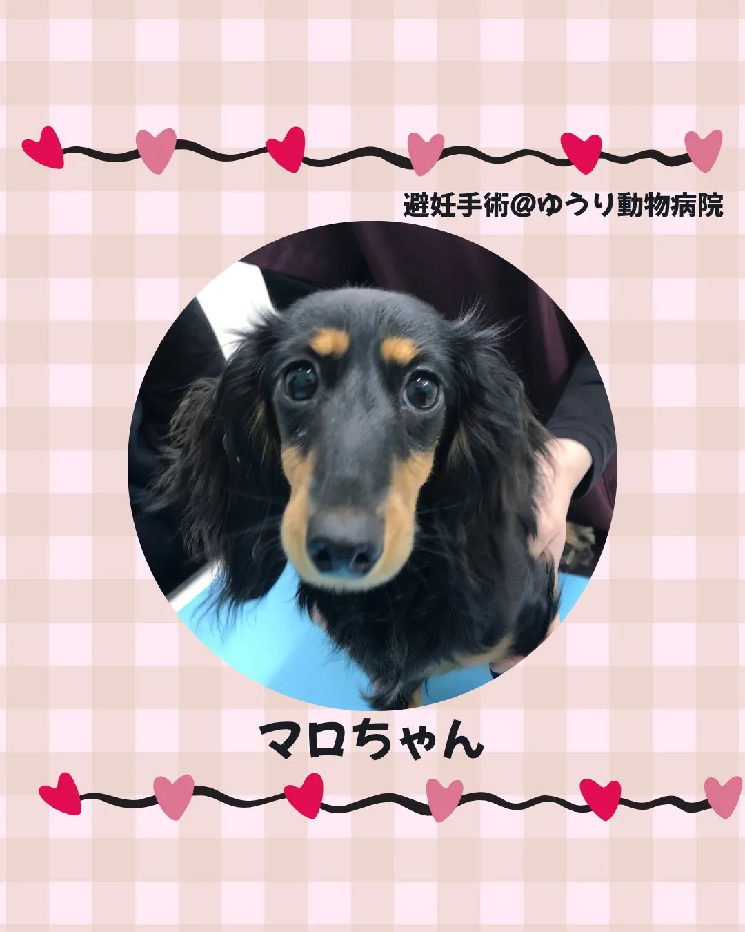 【避妊手術　犬ちゃん】