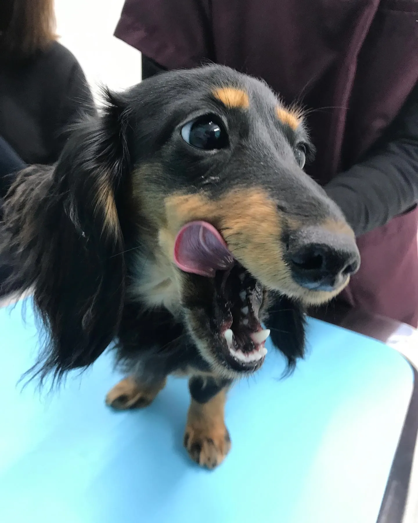 【避妊手術　犬ちゃん】