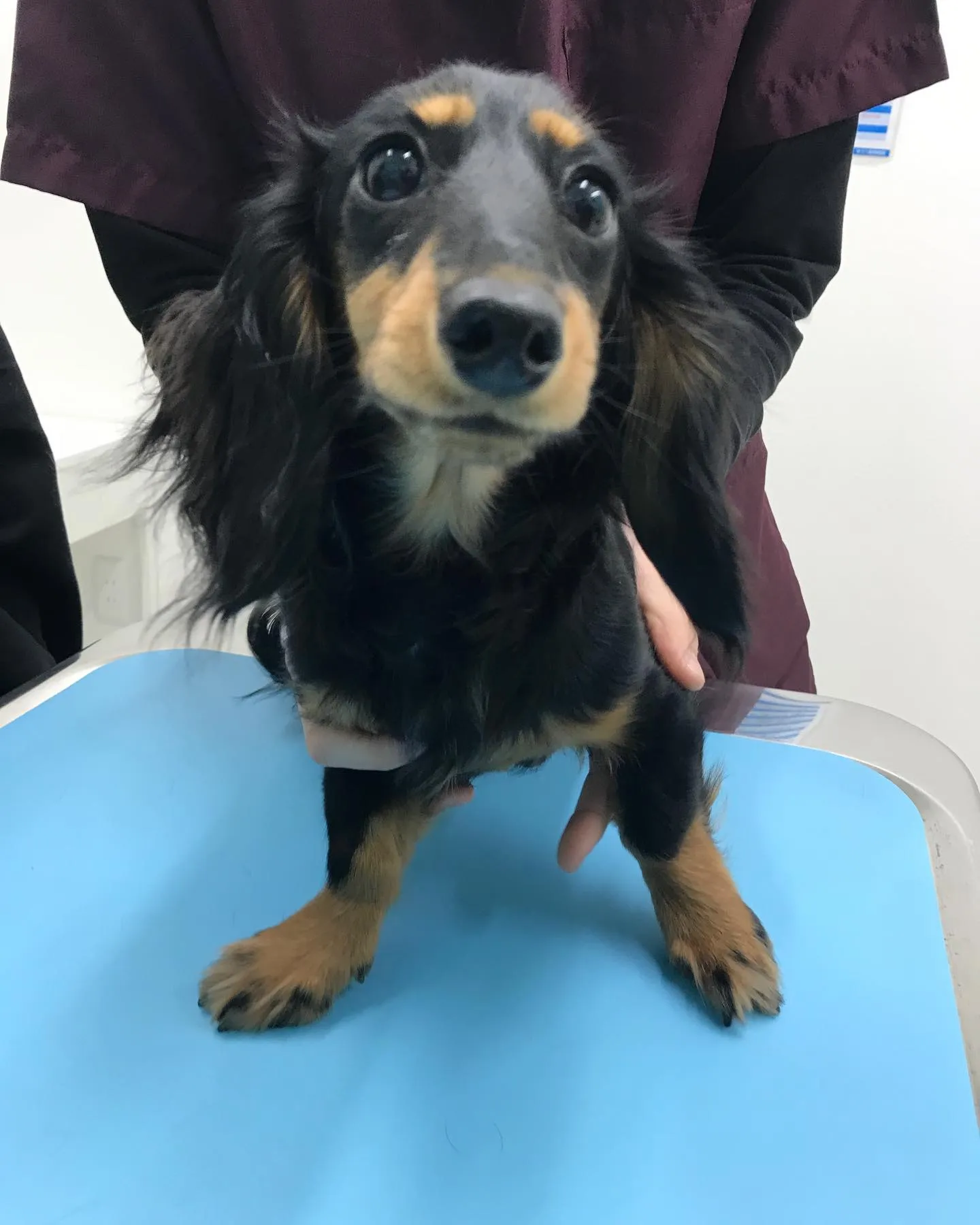 【避妊手術　犬ちゃん】