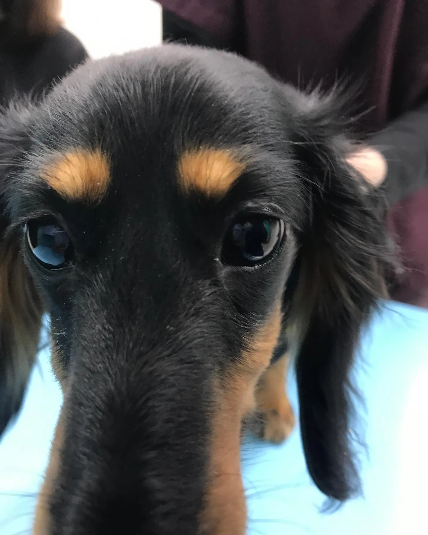 【避妊手術　犬ちゃん】